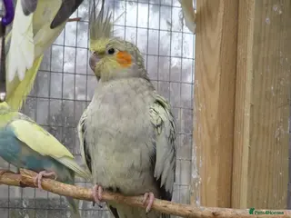 Cockatiels birds Beautiful cockatiels for sale - Advert 4