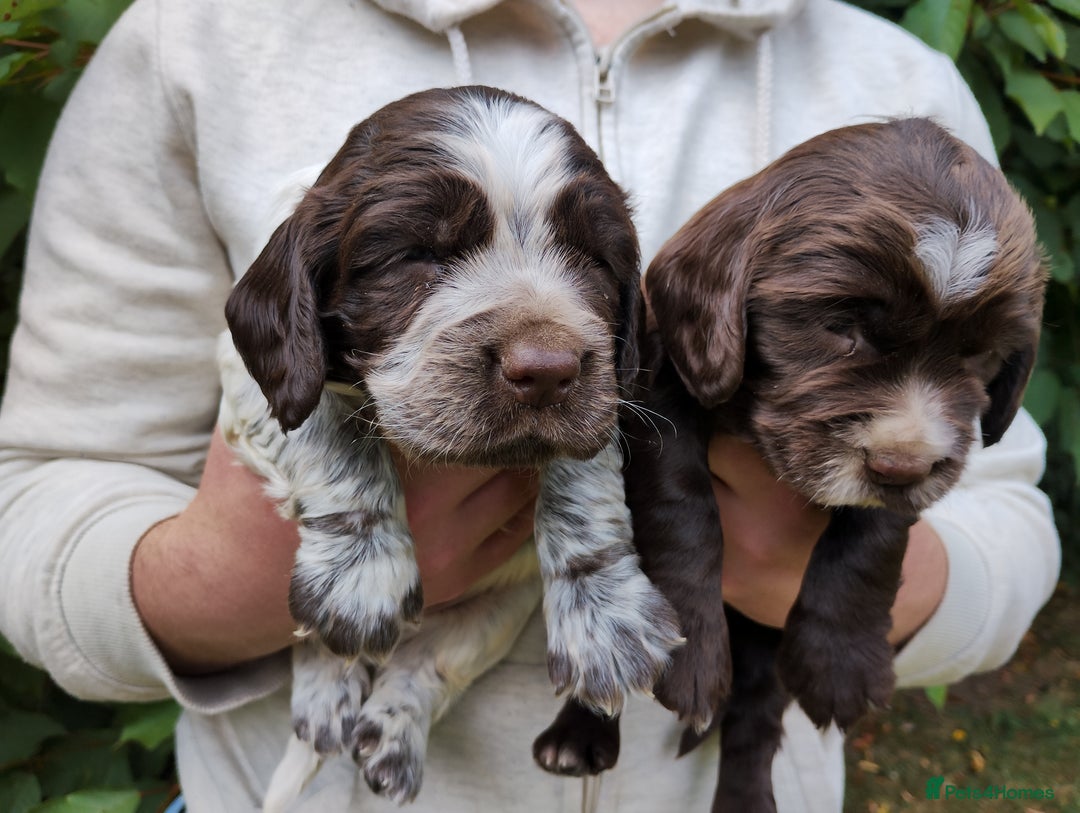 Cocker Spaniel dogs for sale: Cocker Spaniel Puppies - Image 6
