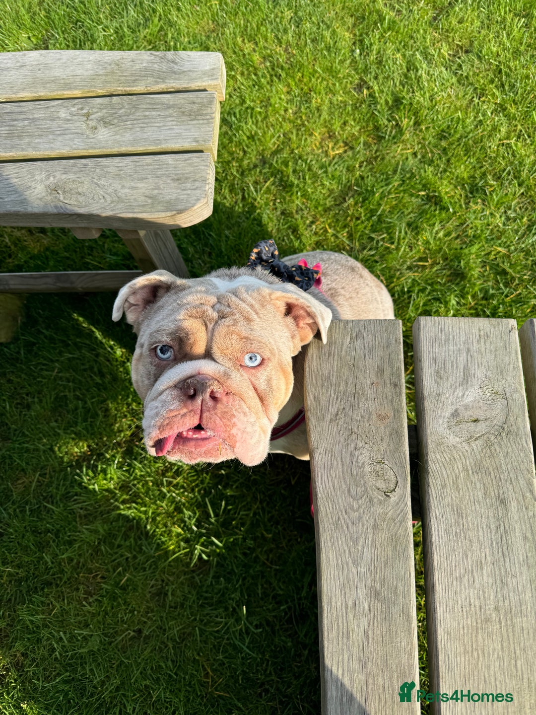 English Bulldog dogs for sale: Millie moo  - Image 4