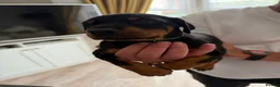 Dobermann dogs for sale: Ready now 1 girl Doberman puppy - Advert 13