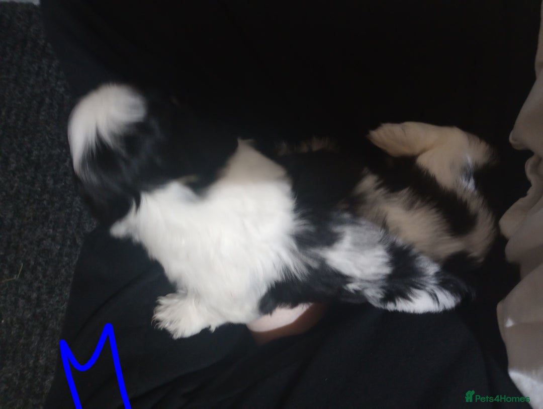 Shih Tzu dogs for sale: Adorable shih-tzu puppies - Advert 23