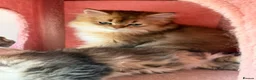 British Longhair cats for sale: Stunning Golden & White British Kittens Vaccinated - Advert 8