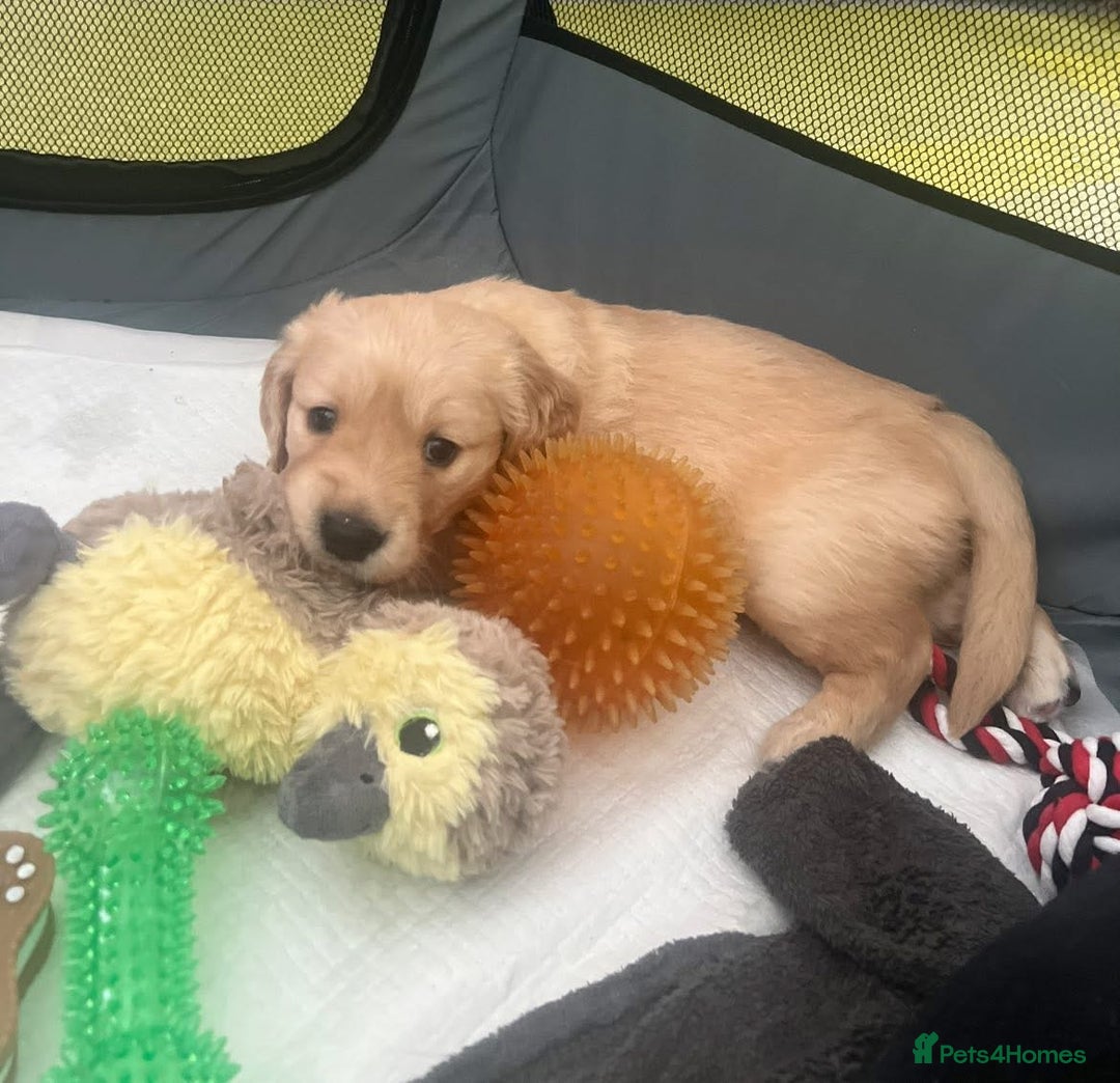 Golden Retriever dogs for sale: Golden retriever puppies - Image 10