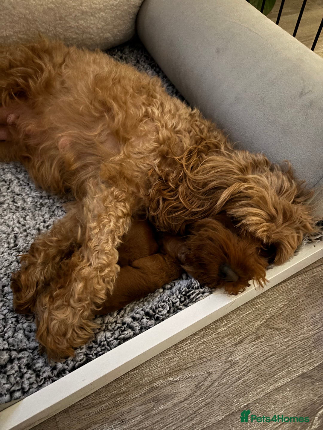 Cavapoo dogs for sale: Cavapoo - Advert 1