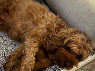 Cavapoo dogs Cavapoo - Advert 2