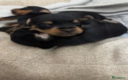 Yorkshire Terrier dogs for sale: Yorkshire Terrier Puppies  - Advert 16