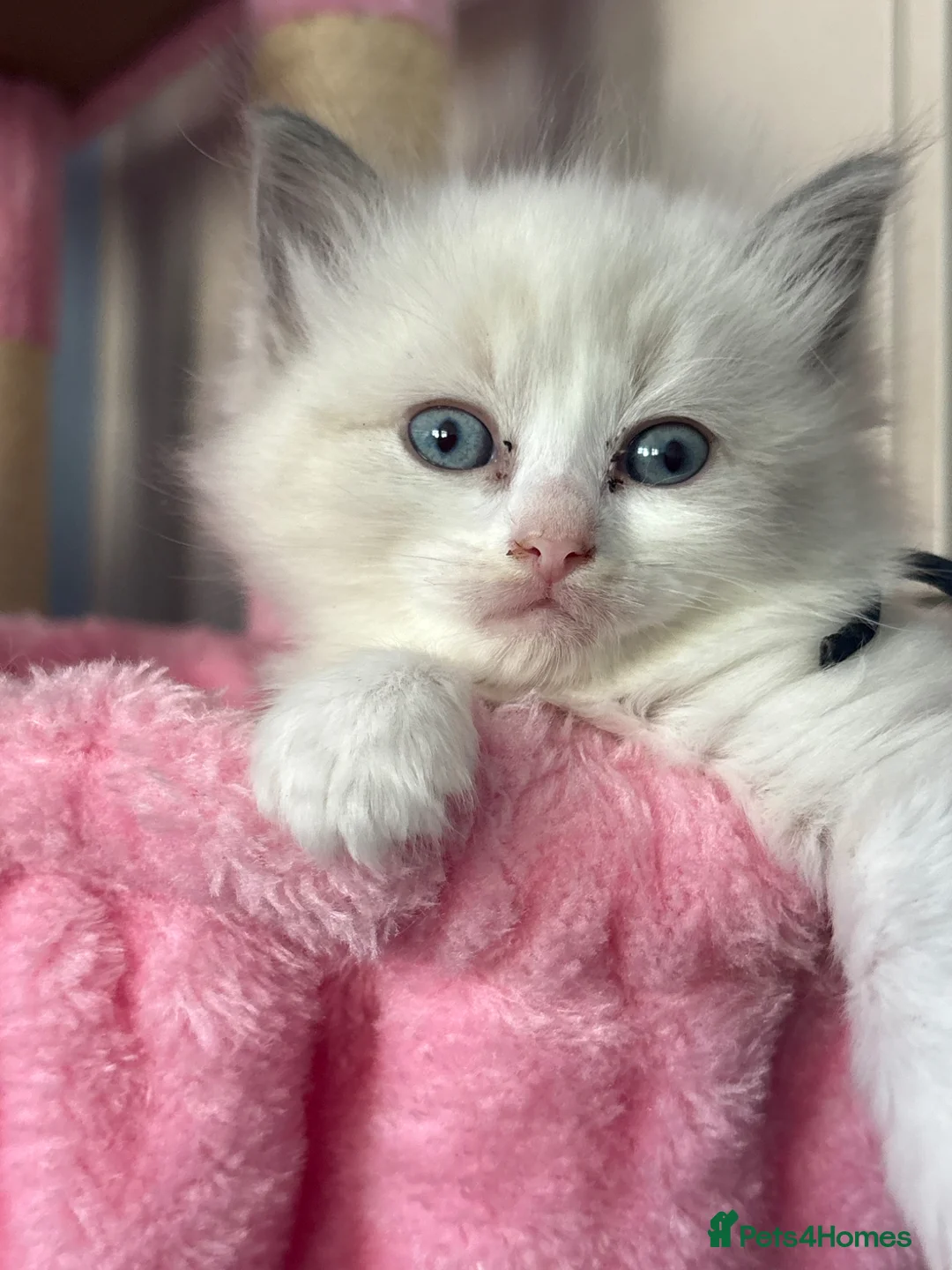Ragdoll cats for sale: One boy ragdoll kitten still available  - Advert 2