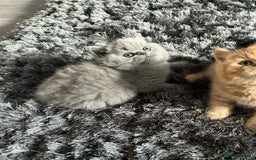 British Shorthair cats for sale: GCCF registered British longhairs and Shorthairs - Image 25