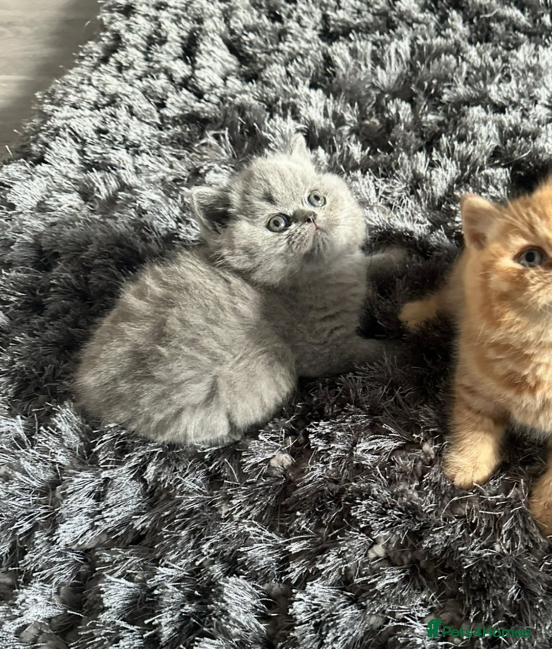 British Shorthair cats for sale: GCCF registered British longhairs and Shorthairs - Image 25