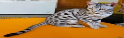 Bengal cats for sale: Exceptional Silver Rosetted Boy Available  - Advert 26