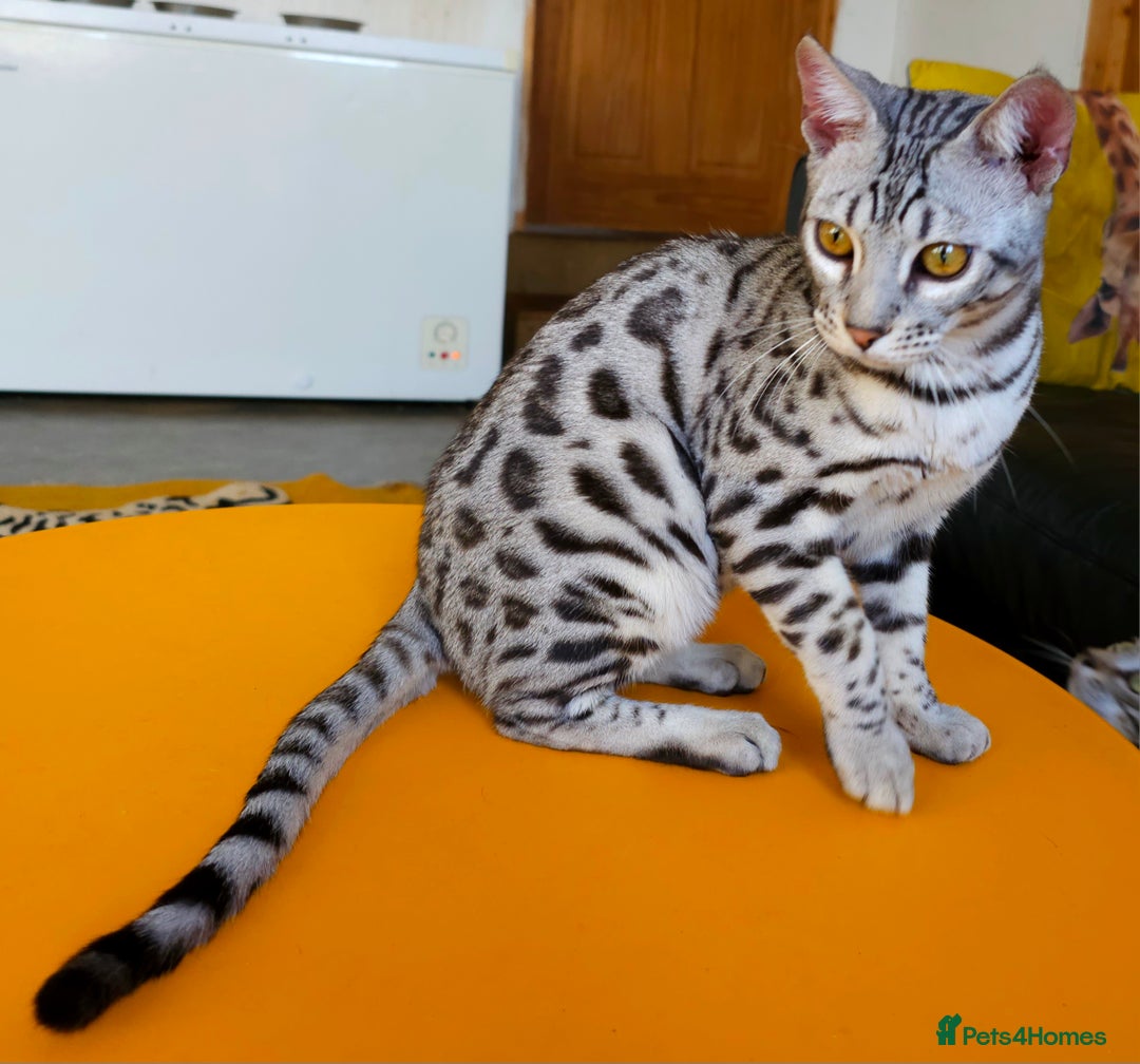 Bengal cats for sale: Exceptional Silver Rosetted Boy Available  - Advert 26