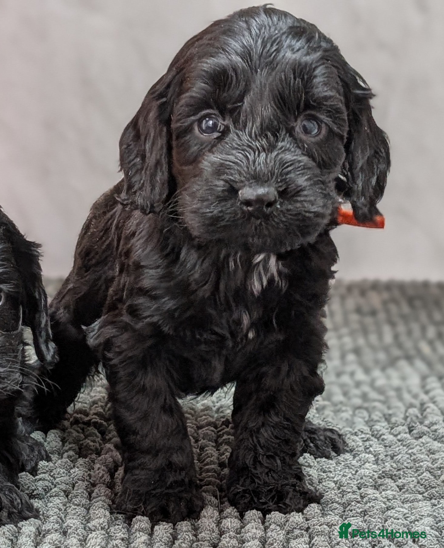 Cockapoo dogs Black girl & boy ready 23rd Jan, licensed breeder - Advert 2