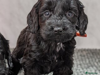 Cockapoo dogs Black girl & boy ready 23rd Jan, licensed breeder - Advert 16
