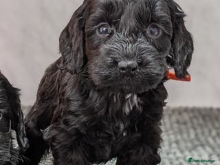 Cockapoo dogs Black girl ready 23rd Jan, licensed breeder - Advert 7