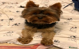 Yorkshire Terrier dogs for stud: For stud only Yorkshire Terrier  - Image 4