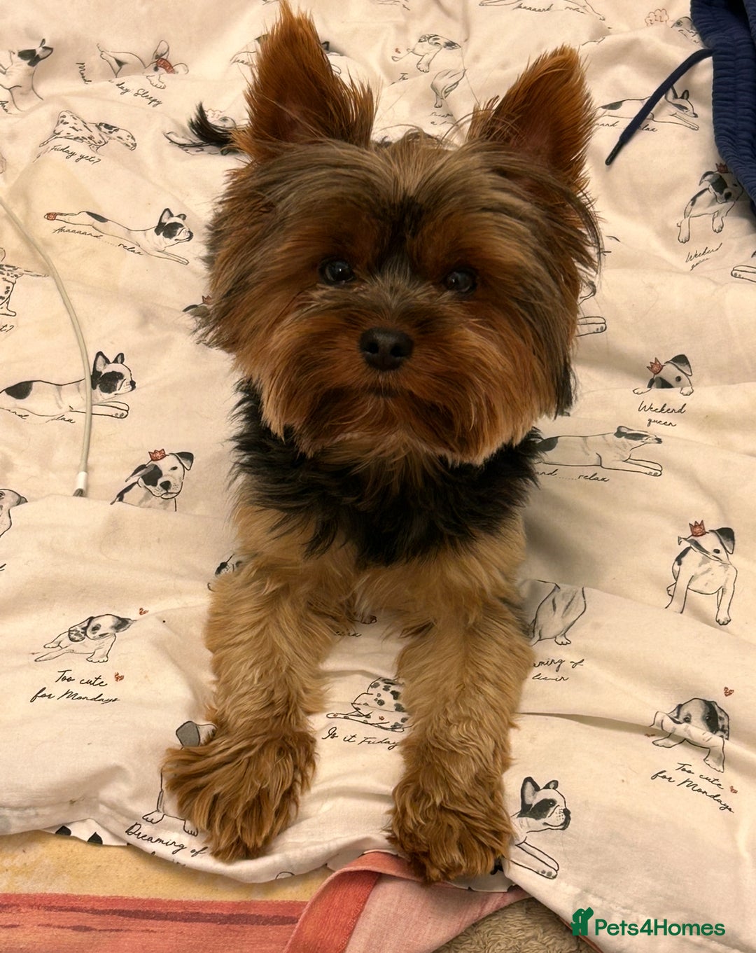 Yorkshire Terrier dogs for stud: For stud only Yorkshire Terrier  - Image 4