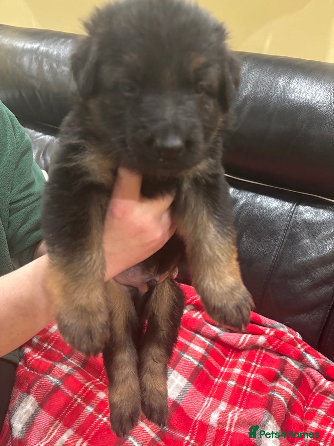 German Shepherd dogs for sale: Be my  **   - Advert 13