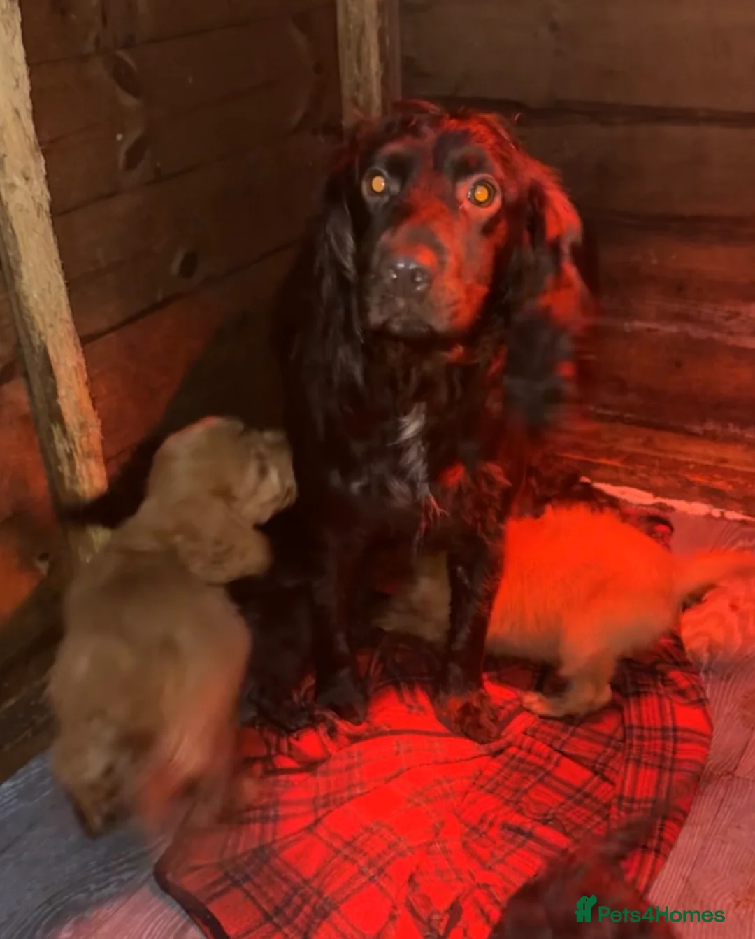 Cockapoo dogs for sale: Ready to leave cockerpoo  - Advert 9