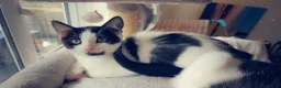 Mixed Breed cats for sale: 3 Rescue kittens with FULL MOT! 🖤🤍🖤 - Advert 5