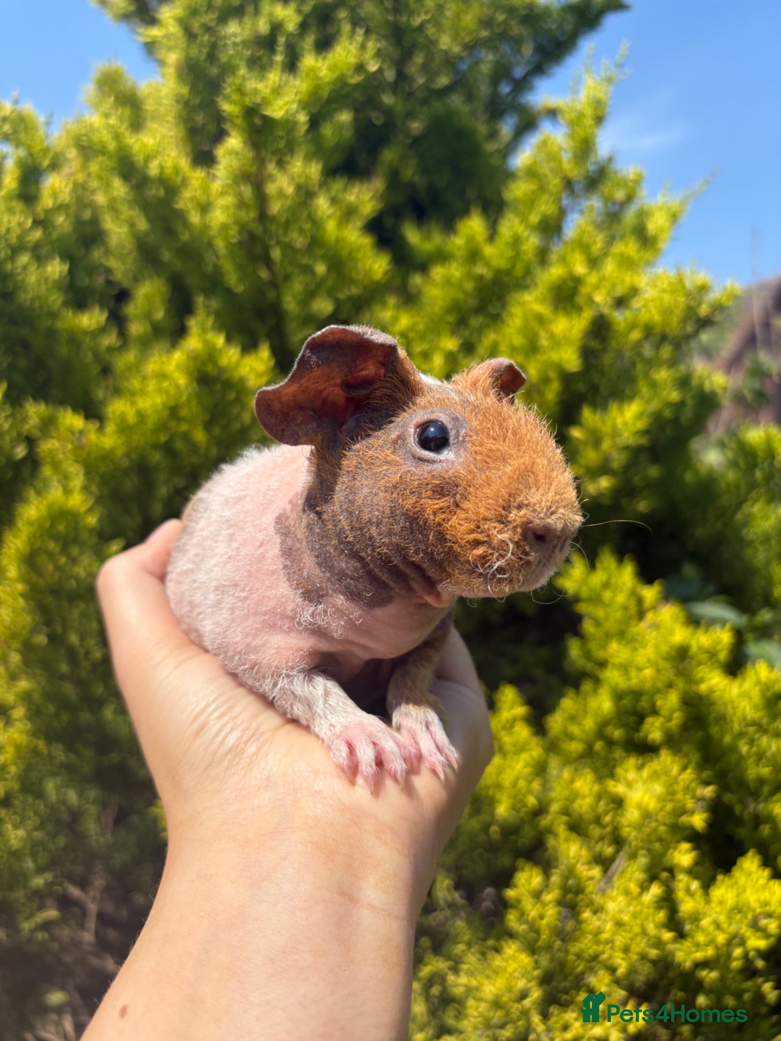 Guinea Pig rodents 8 skinny pigs for sale 🩵boys  - Advert 1