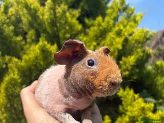 Guinea Pig rodents for sale: 8 skinny pigs for sale 🩵boys - Advert 3
