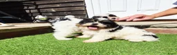 Shihpoo dogs for sale: Gorgeous puppies looking for there forever homes - Advert 17