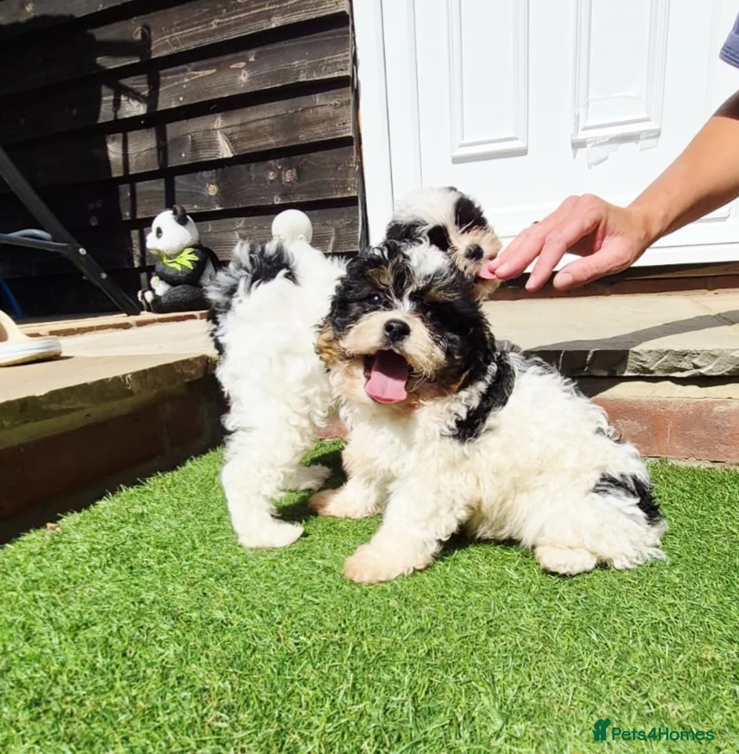 Shihpoo dogs for sale: Gorgeous puppies looking for there forever homes - Advert 17