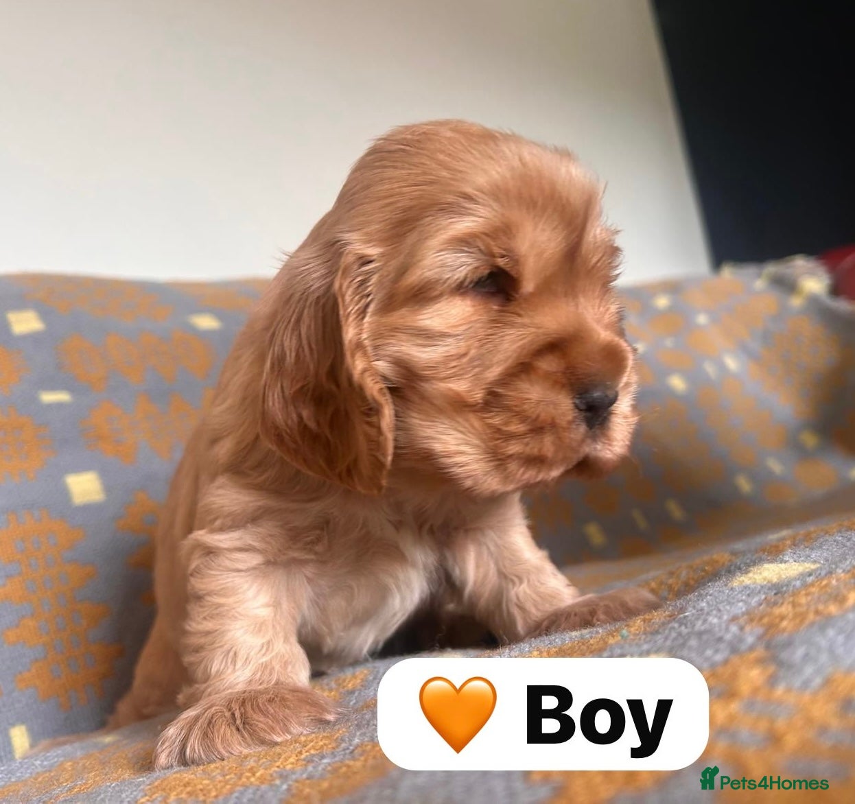 Cocker Spaniel dogs KC Show Type Cocker Spaniel Puppies  - Advert 7