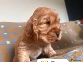 Cocker Spaniel dogs KC Show Type Cocker Spaniel Puppies - Advert 7