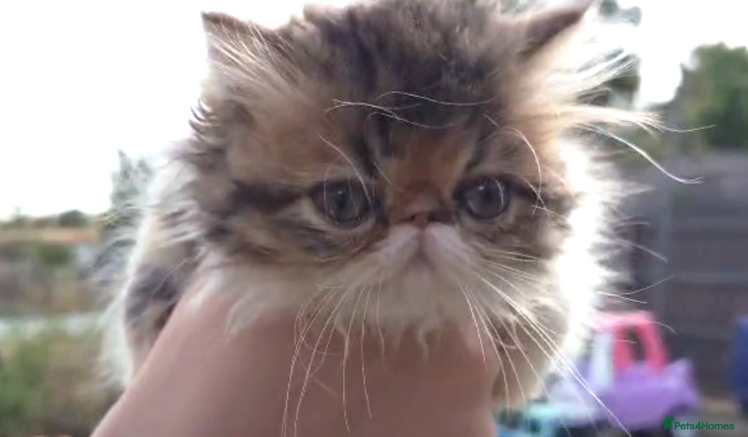 Persian cats for sale: Persian kittens KC Registered with pedigree - Image 19