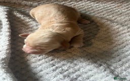 Cocker Spaniel dogs for sale: KC FTCH working cocker spaniel puppy’s  - Image 25