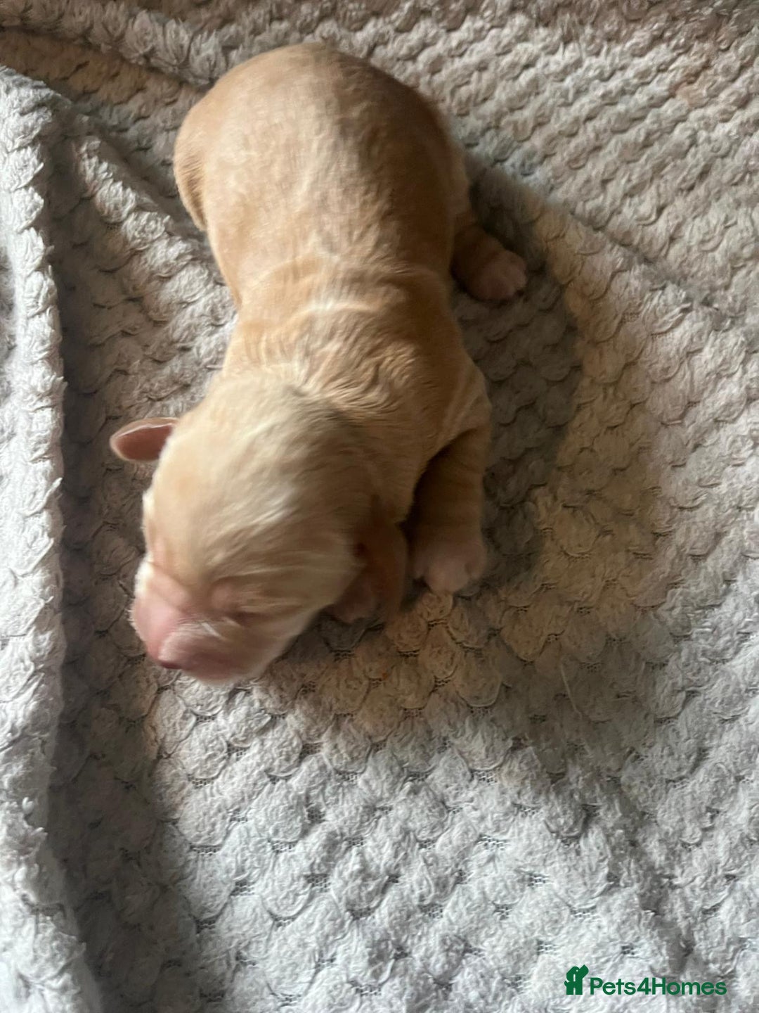 Cocker Spaniel dogs for sale: KC FTCH working cocker spaniel puppy’s  - Image 25