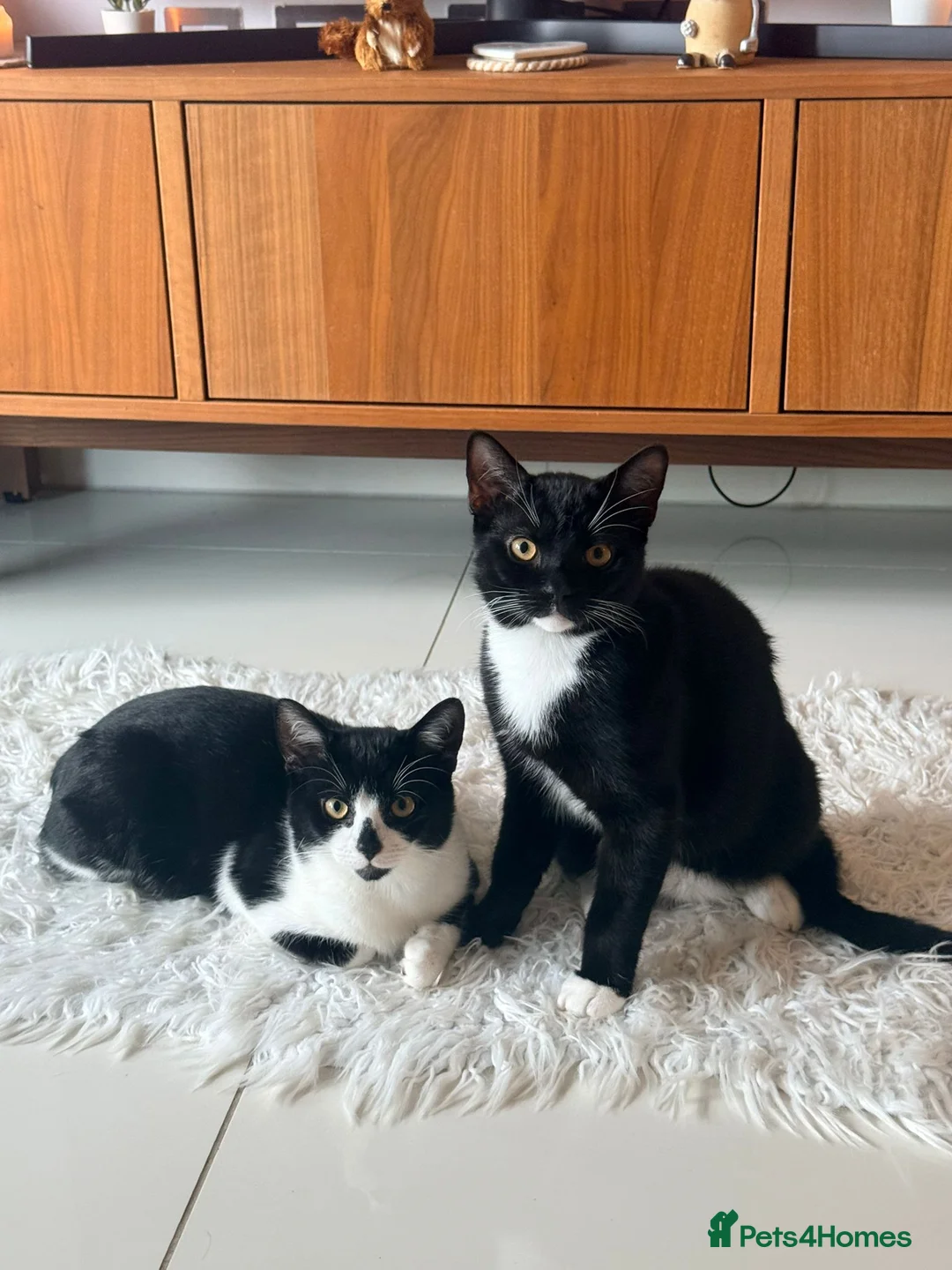 Bombay cats for sale: 2 tuxedo gorgeous brothers! ♥️ - Advert 1