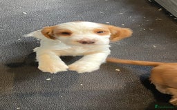 Cocker Spaniel dogs for sale: COCKER SPANIEL PUPS - Image 4