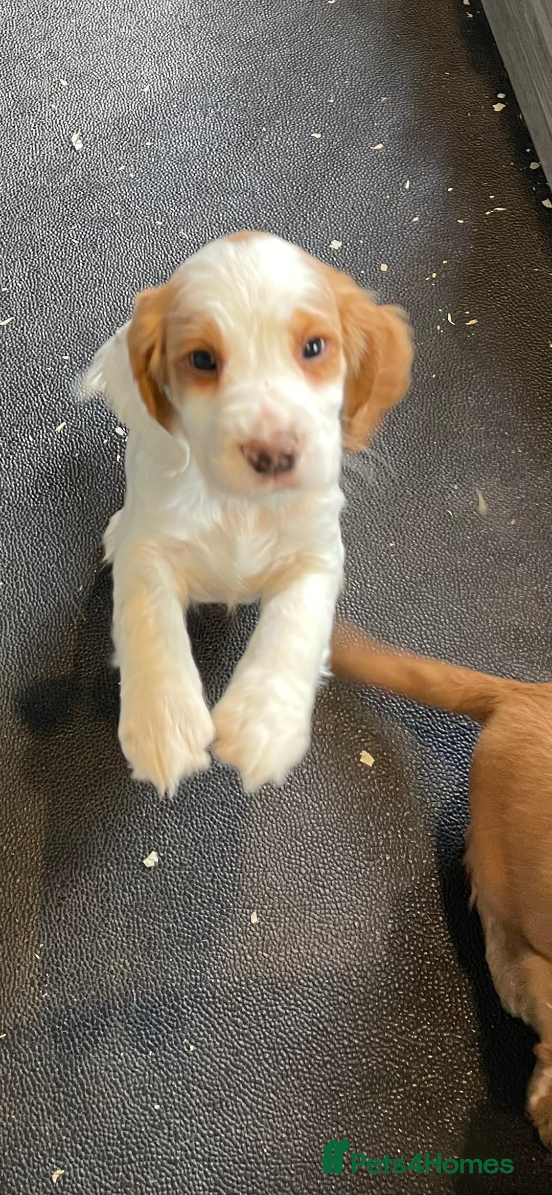 Cocker Spaniel dogs for sale: COCKER SPANIEL PUPS - Image 4