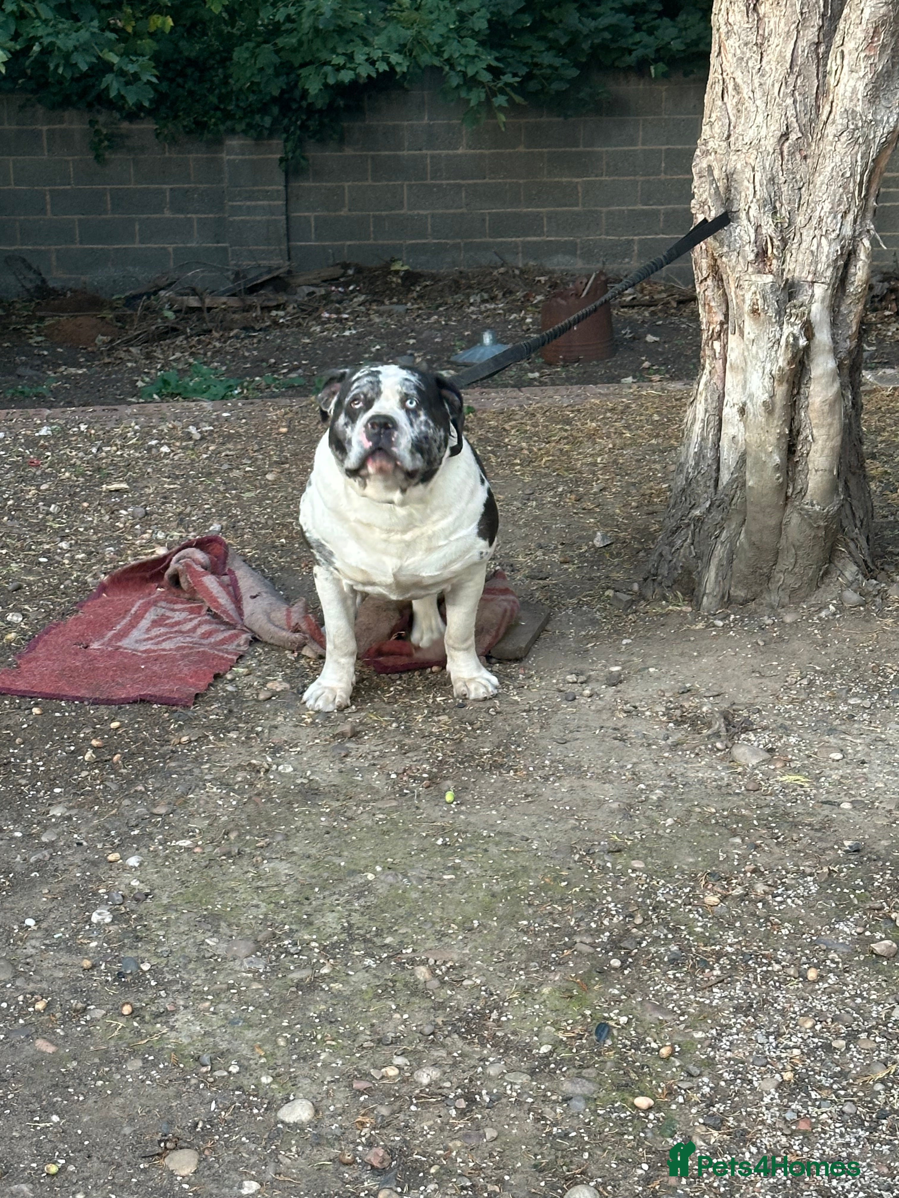 Alapaha Blue Blood Bulldog dogs Alapaha blue blood American bulldog  - Advert 1