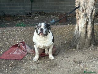 Alapaha Blue Blood Bulldog dogs Alapaha blue blood American bulldog - Advert 1