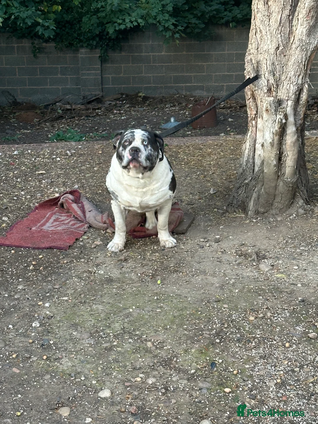 Alapaha Blue Blood Bulldog dogs for stud: Alapaha blue blood American bulldog  - Advert 1