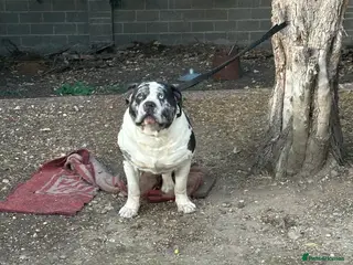 Alapaha Blue Blood Bulldog dogs Alapaha blue blood American bulldog - Advert 4