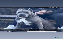 Cane Corso dogs for sale: Cerberus champion bloodline cane corso - Image 15