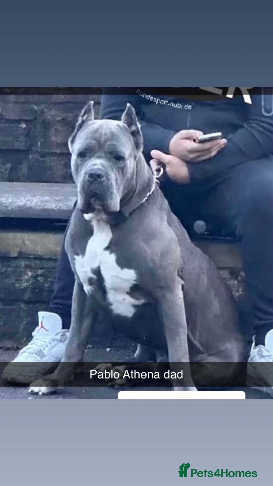 Cane Corso dogs for sale: Cerberus champion bloodline cane corso - Image 15