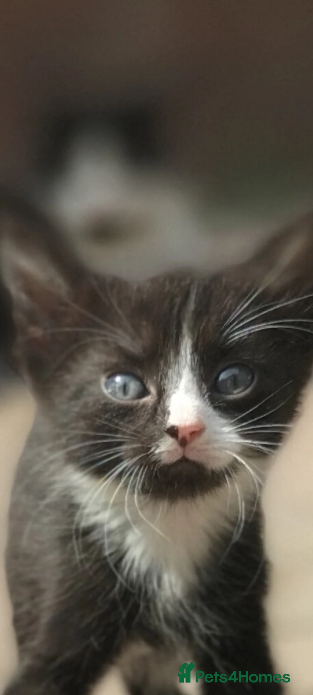 Mixed Breed cats for sale: Adorable kitten looking for forever homes - Advert 2