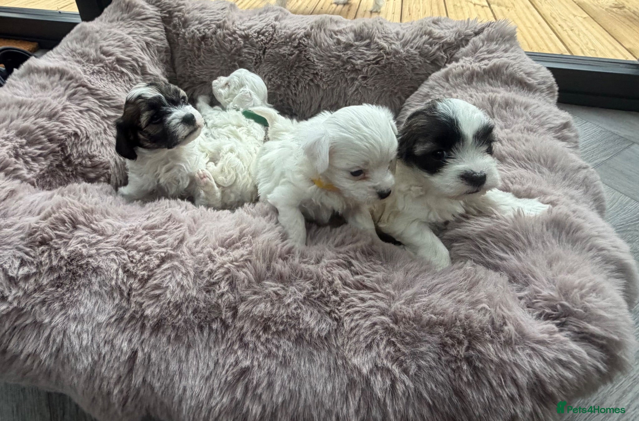 Maltipoo dogs 🐾✨ ADORABLE MALTIPOO PUPPIES 🐾✨ - Advert 1
