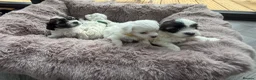 Maltipoo dogs for sale: 🐾✨ ADORABLE MALTIPOO PUPPIES 🐾✨ - Advert 33