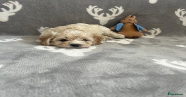 Maltipoo dogs - Advert 9