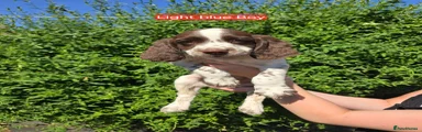 English Springer Spaniel 2