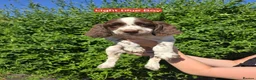 English Springer Spaniel dogs for sale: 7 Springer Spaniel Puppies ready for collection  - Advert 12