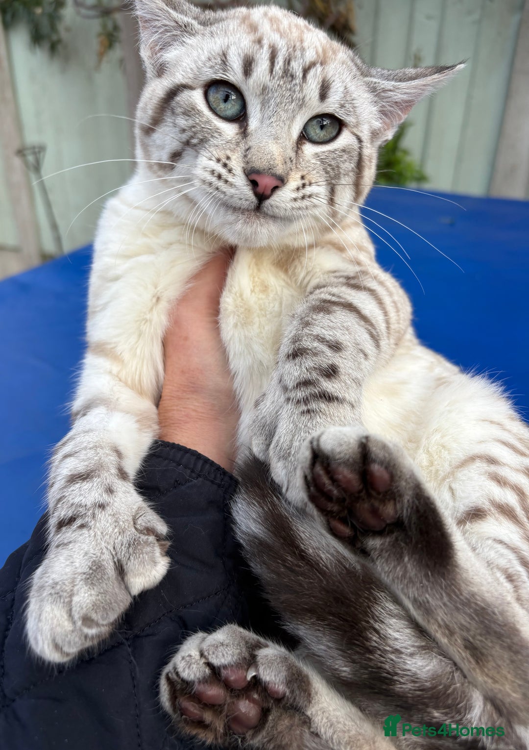 Savannah cats for sale: Superb polydactyl snow leopard girl  - Advert 5