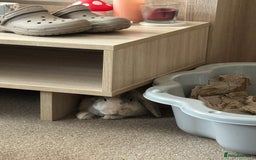 English Lop rabbits for sale: Matilda the lop-ear bunny  - Image 6