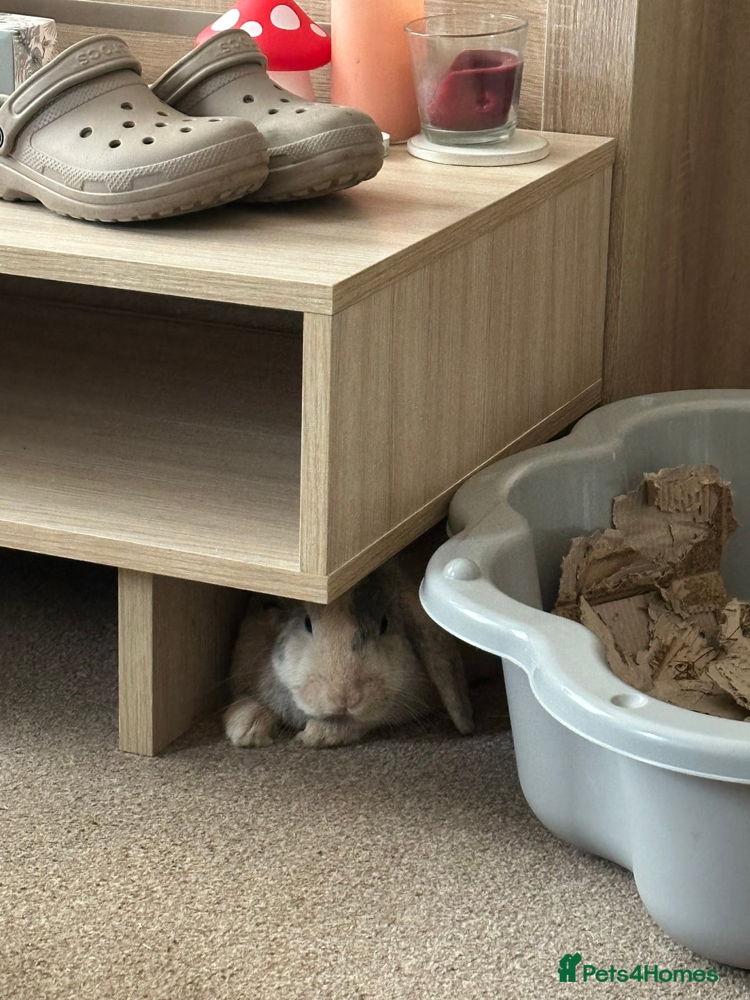 English Lop rabbits for sale: Matilda the lop-ear bunny  - Image 6
